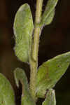 Cottony goldenaster